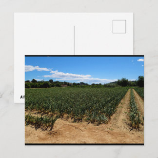 Het pad door het uienveld briefkaart