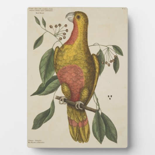 "Het paradepaardje" Fotoplaat (voorkant)