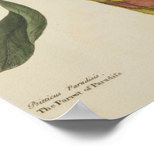 "Het paradepaardje" Poster (Hoek)