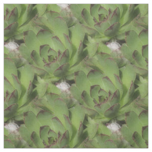 Het Patroon van de Natuur van Succulents van Stof