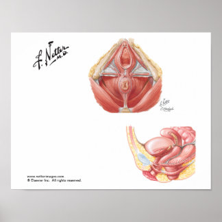 Het Pelvic Floor Poster
