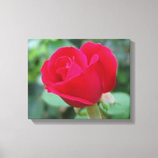 Het perfecte Roos! Canvas Afdruk (Voorkant)