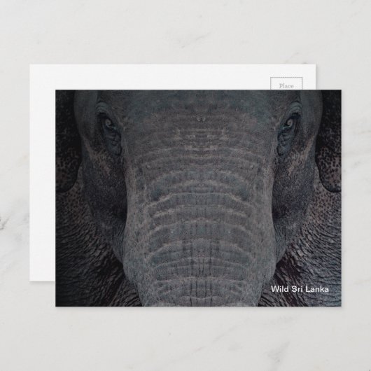 Het Personaliseerbare Briefkaart van de Olifant (Voorkant / Achterkant)