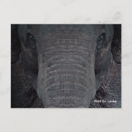 Het Personaliseerbare Briefkaart van de Olifant