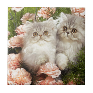 Het Perzische Spel van Katjes in Roze Bloemen Tegeltje