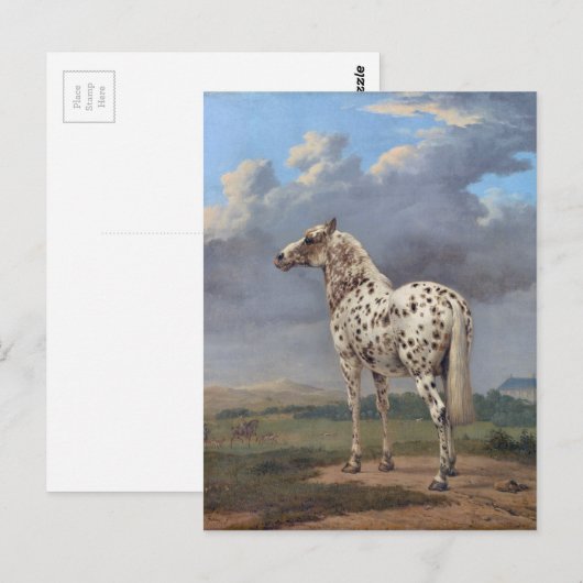 Het Piebald-paard Briefkaart (Voorkant / Achterkant)