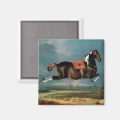 Het pietbald-paard 'Ceheld' fokken Magneet (Voorkant / Achterkant)