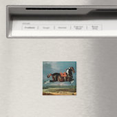 Het pietbald-paard 'Ceheld' fokken Magneet (Insitu (Vaatwasser))