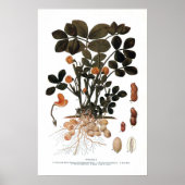 Het Plant Peanut Poster (Voorkant)