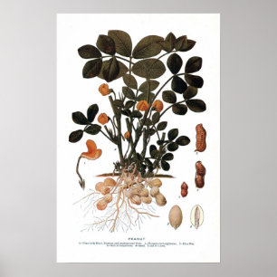 Het Plant Peanut Poster