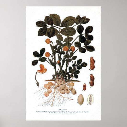 Het Plant Peanut Poster (Voorkant)