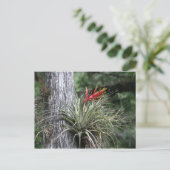 Het Plant van de lucht Briefkaart (Staand voorkant)