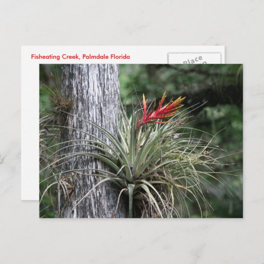 Het Plant van de lucht Briefkaart (Voorkant / Achterkant)