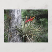 Het Plant van de lucht Briefkaart (Voorkant)