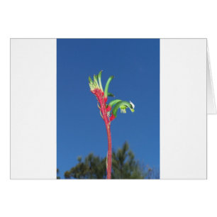 HET PLANT VAN DE POOT VAN DE KANGOEROE