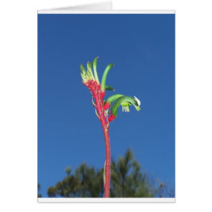 HET PLANT VAN DE POOT VAN DE KANGOEROE