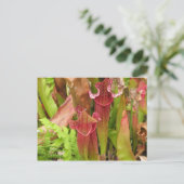 Het Plant van de waterkruik Briefkaart (Staand voorkant)