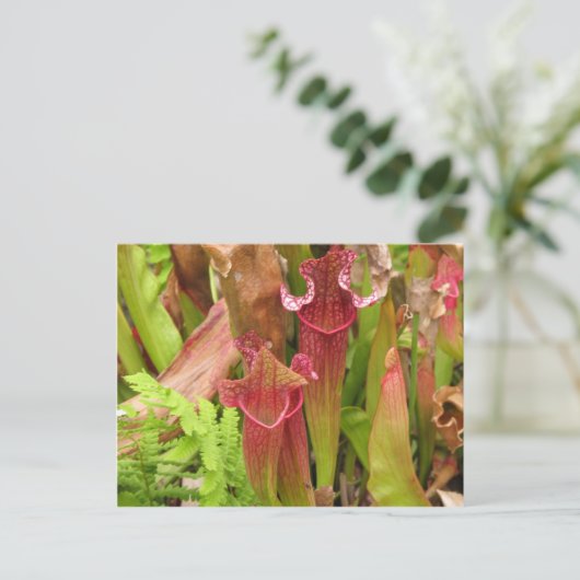 Het Plant van de waterkruik Briefkaart (Staand voorkant)