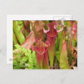 Het Plant van de waterkruik Briefkaart (Voorkant / Achterkant)