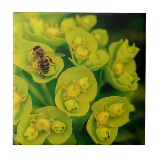 Het Plant van de woestijn Tegeltje