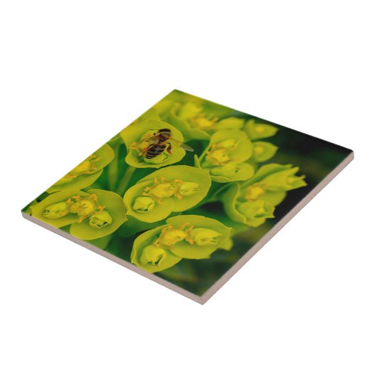 Het Plant van de woestijn Tegeltje (Zijkant)