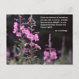 Het Plant van het wilgeroosje - het citaat van Briefkaart