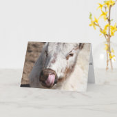 Het Plukken van de koe het Wenskaart van de Neus Kaart (Gele Bloem)