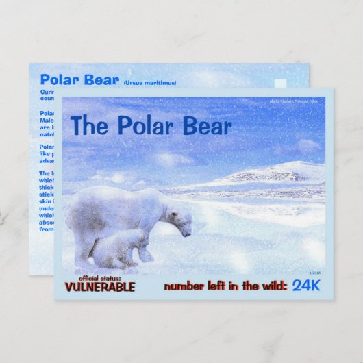 Het Polaire Beer is een gevaarlijk dier - hier, a Briefkaart (Voorkant / Achterkant)