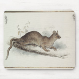 Het Polecat, 19e eeuw Muismat