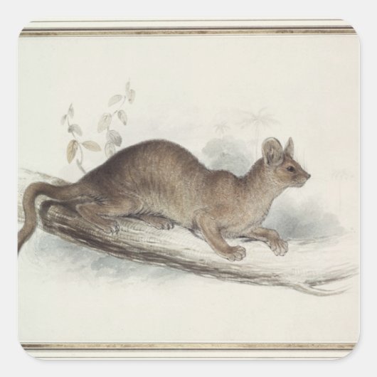 Het Polecat, 19e eeuw Vierkante Sticker (Voorkant)