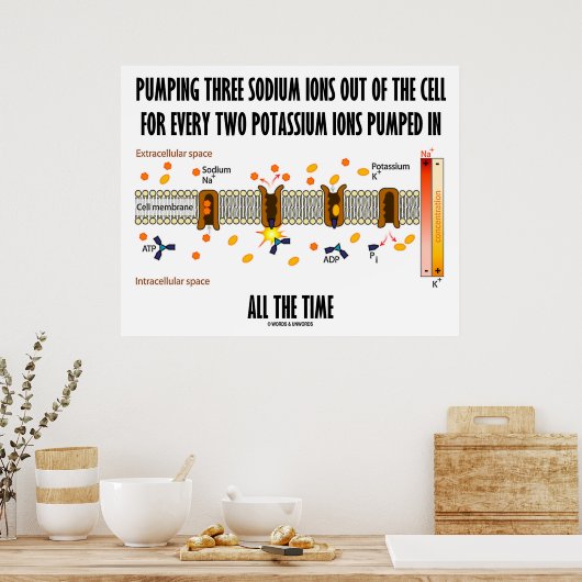 Het pompen van drie natriumionen uit de cel (Na-K Poster (Keuken)