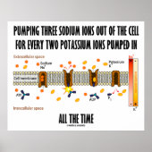 Het pompen van drie natriumionen uit de cel (Na-K  Poster (Voorkant)