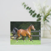 Het Poolse Arabische Draven van het Paard Briefkaart (Staand voorkant)