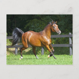 Het Poolse Arabische Draven van het Paard Briefkaart