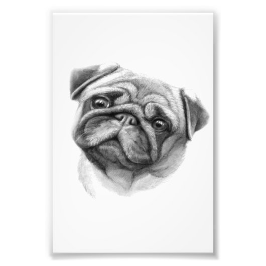 Het portret Pug | Cute Pug Dog Face Foto Afdruk (Voorkant)