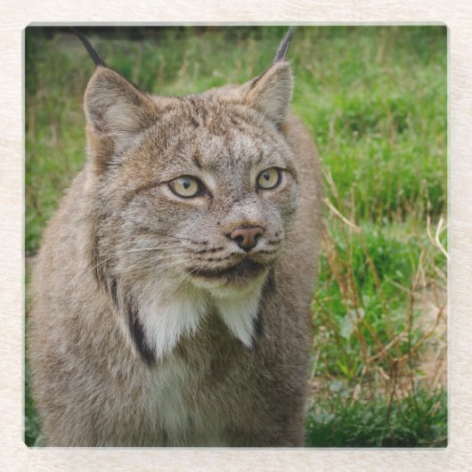 Het Portret van Bobcat Glazen Onderzetter (Voorkant)
