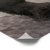 Het portret van de Euraziatische roet Poster (Hoek)