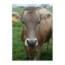 Het portret van de Koe Jersey
