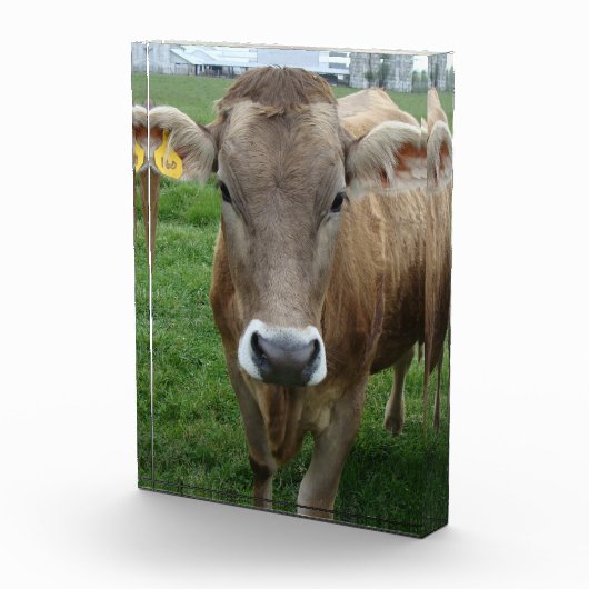 Het portret van de Koe Jersey Fotoblokken (Rechts)