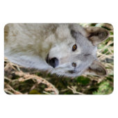 Het Portret van de wolf Magneet (Horizontaal)