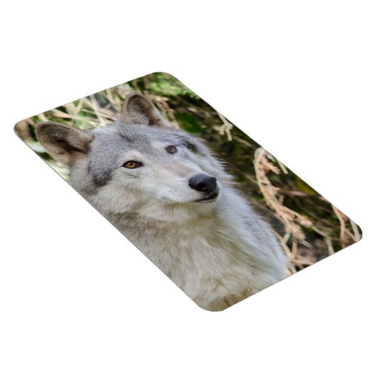Het Portret van de wolf Magneet (Rechterzijde)