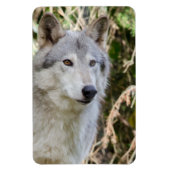 Het Portret van de wolf Magneet (Verticaal)