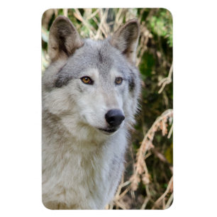 Het Portret van de wolf Magneet