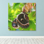 Het portret van de zijde Moth Wings Canvas Afdruk (Insitu (Houten vloer))