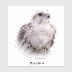 Het portret van een Inquisitive Saker Falcon Sticker