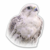 Het portret van een Inquisitive Saker Falcon Sticker (Voorkant)