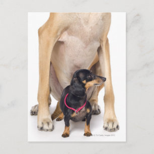 Het portret van Great Dane en Dachshund Briefkaart