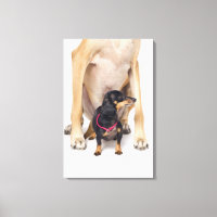 Het portret van Great Dane en Dachshund