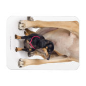 Het portret van Great Dane en Dachshund Magneet (Horizontaal)