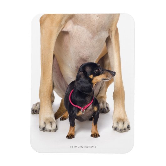 Het portret van Great Dane en Dachshund Magneet (Verticaal)